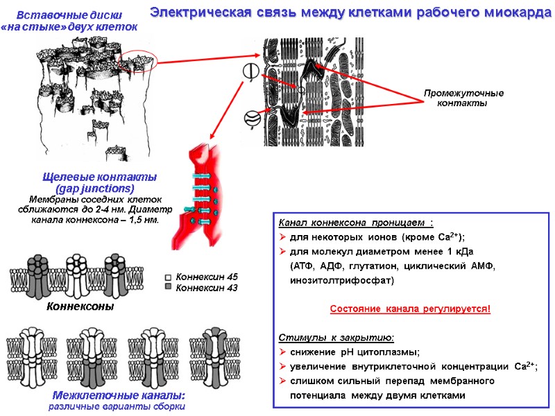 Электрическая связь между клетками рабочего миокарда Щелевые контакты (gap junctions) Электрическая связь между клетками рабочего миокарда Щелевые контакты (gap junctions)